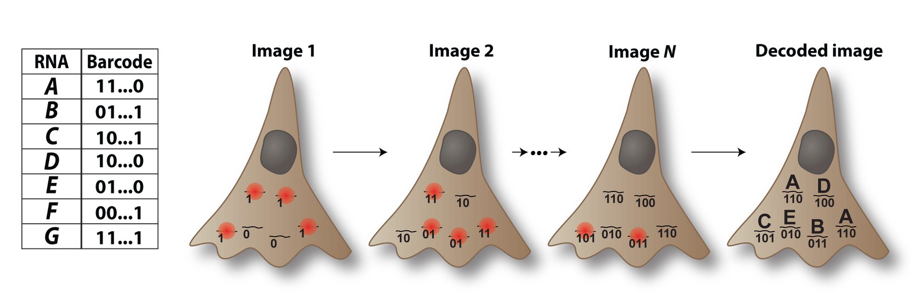 Optical barcoding reveals the identity of individual fluorescently labeled RNA molecules.