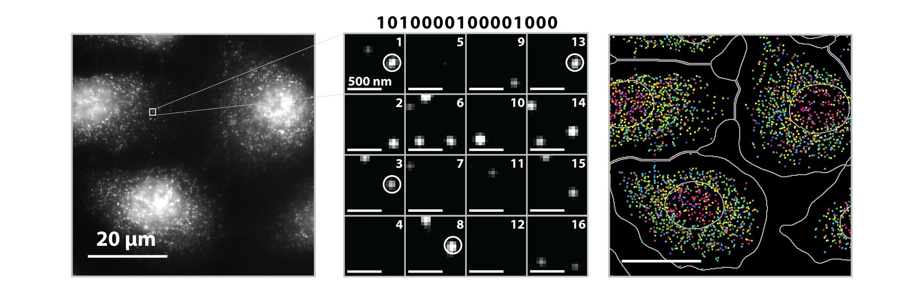 MERFISH simultaneously identifies 140 different RNAs in single cells within a culture of human cells.